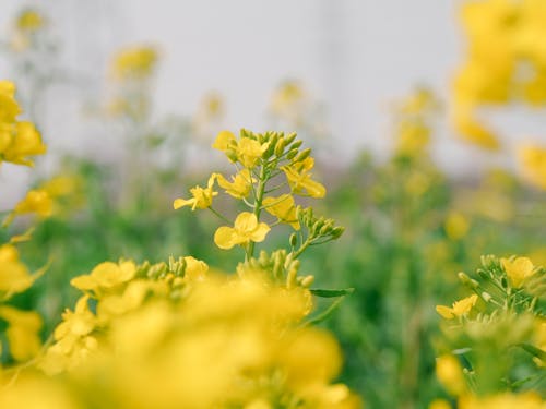 Бесплатное стоковое фото с весна, желтый, рапс