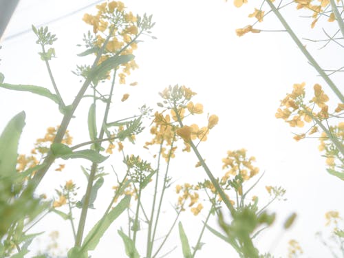 Бесплатное стоковое фото с весна, горячий, желтый