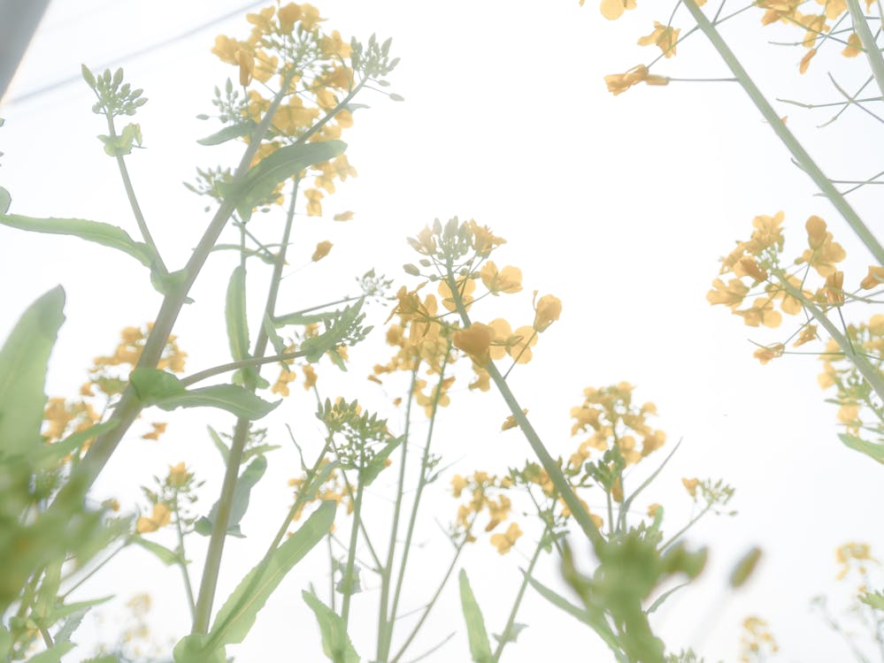 คลังภาพถ่ายฟรี ของ ชนบท, ดอกเรพซีด, ดอกไม้