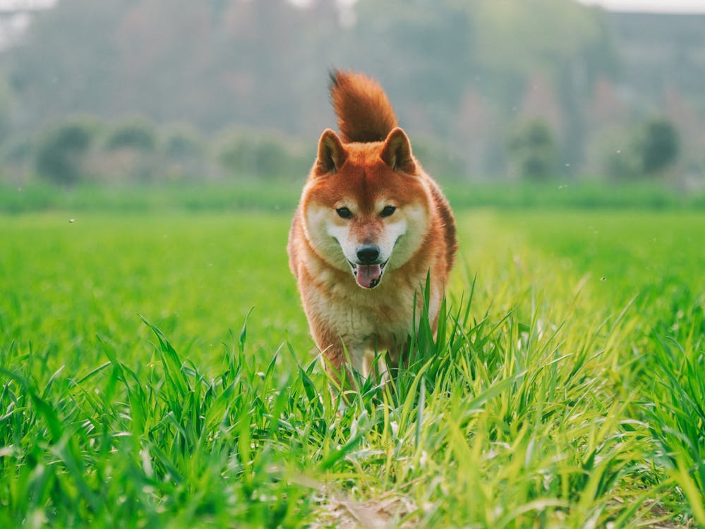 Shiba Inu Dog on Field