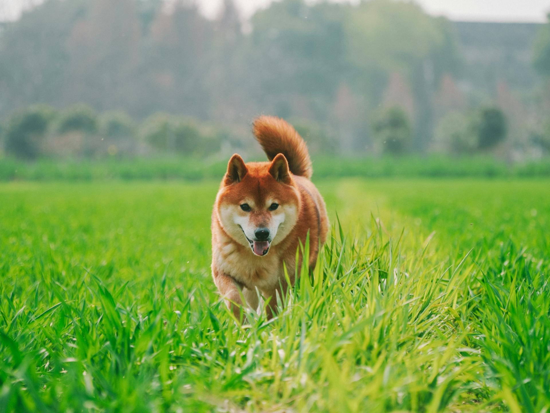 Shiba Inu Dog on Field