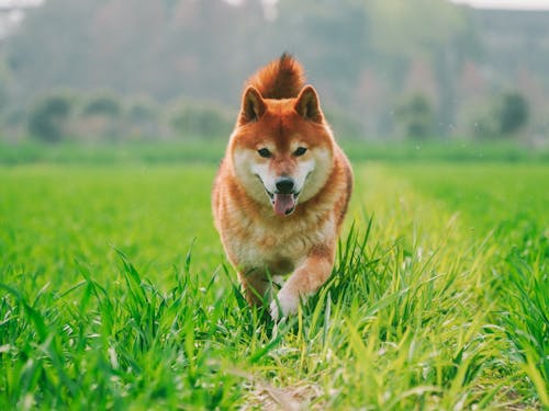 A dog running through a field of green grass