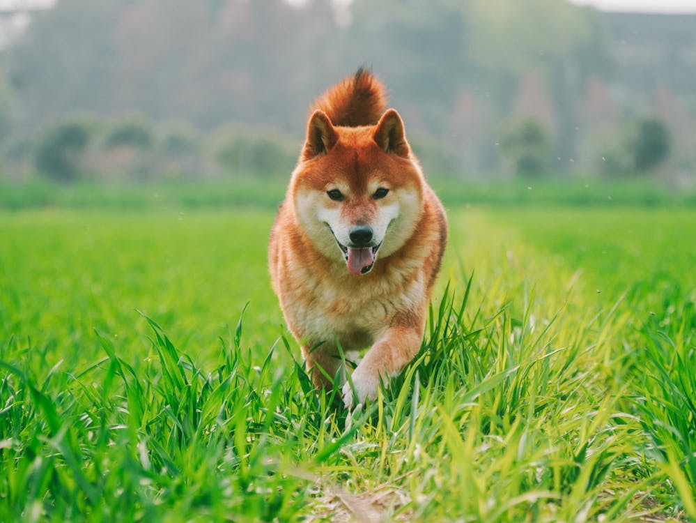 Immagine gratuita di campo, cane, erba