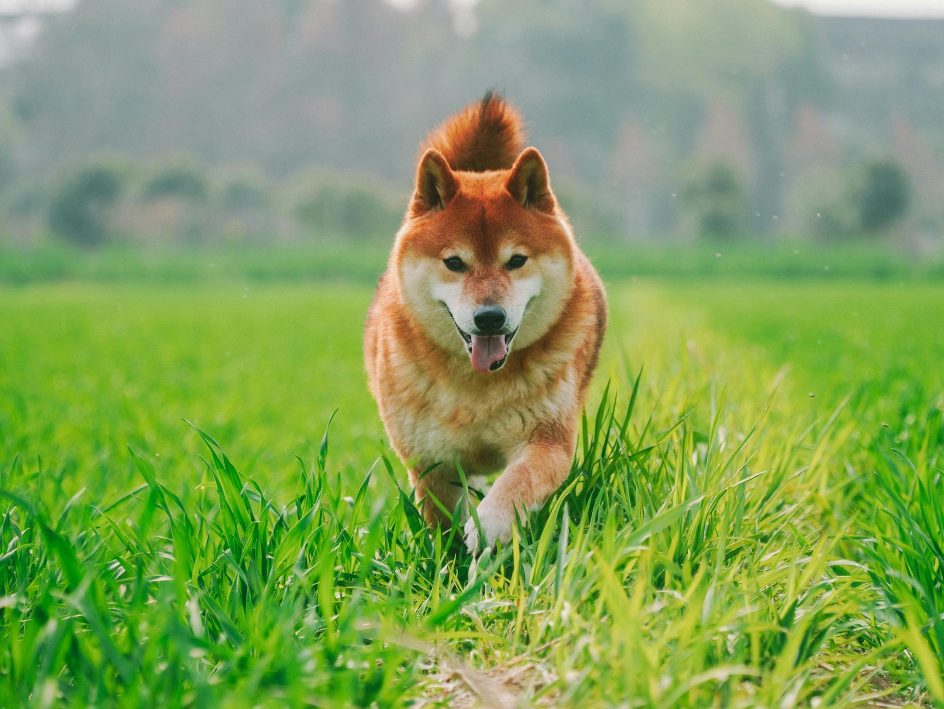 Shiba Inu on Field