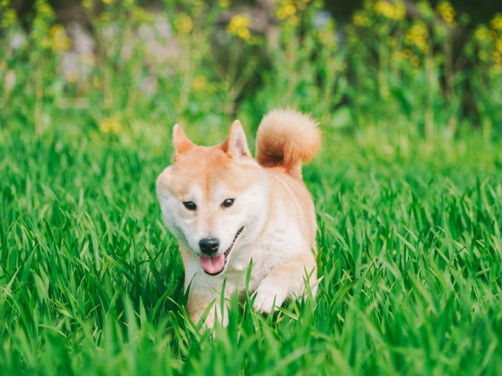 คลังภาพถ่ายฟรี ของ shiba, กระโดด, ชิไบนุ