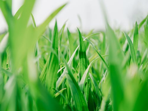 小麥, 春天, 田 的 免費圖庫相片