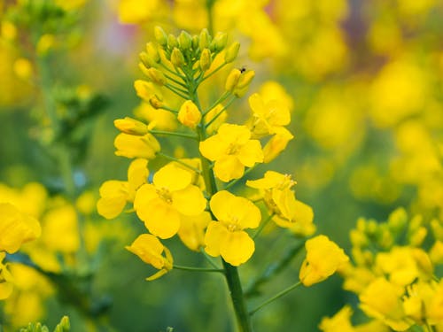Gratis stockfoto met bloem, geel, koolzaad