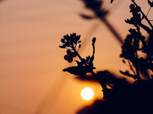 Free stock photo of country, dawn, flower