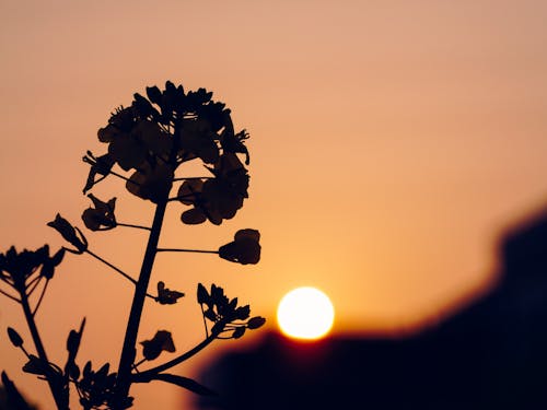 Free stock photo of country, dawn, flower