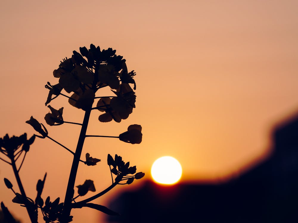 夜明け, 日没, 春の無料の写真素材