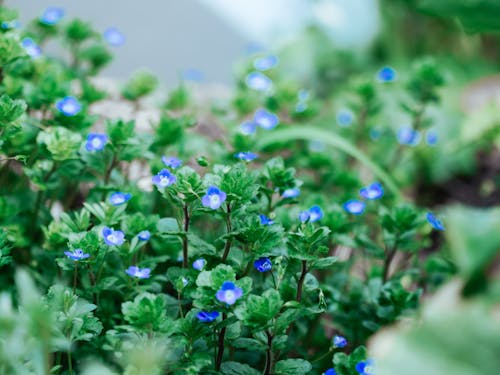 Бесплатное стоковое фото с голубой, полевые цветы, тихий
