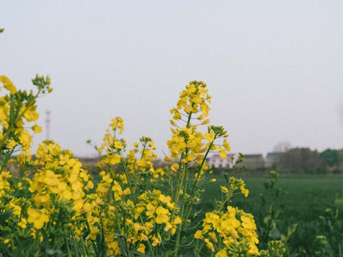Бесплатное стоковое фото с весна, желтый, рапс