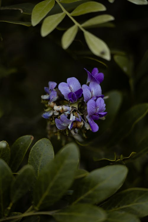 A small purple flower is surrounded by green leaves