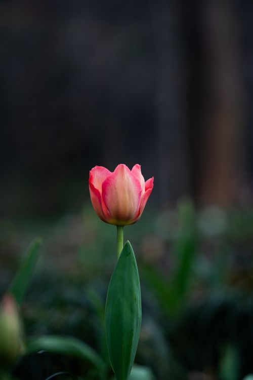 Free A vibrant pink tulip stands alone in a dark, blurred meadow, showcasing its delicate beauty. Stock Photo