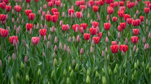 Gratis arkivbilde med bakgrunnsbilde, blomster, landlig