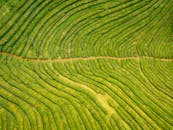 葡萄牙亚速尔群岛郁郁葱葱的绿茶种植园的迷人鸟瞰图