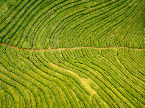 Captivating aerial view of lush green tea plantation fields in Açores, Portugal.