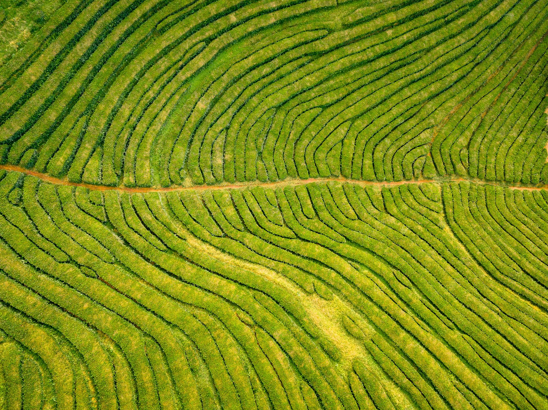 Aerial View Of Farmland