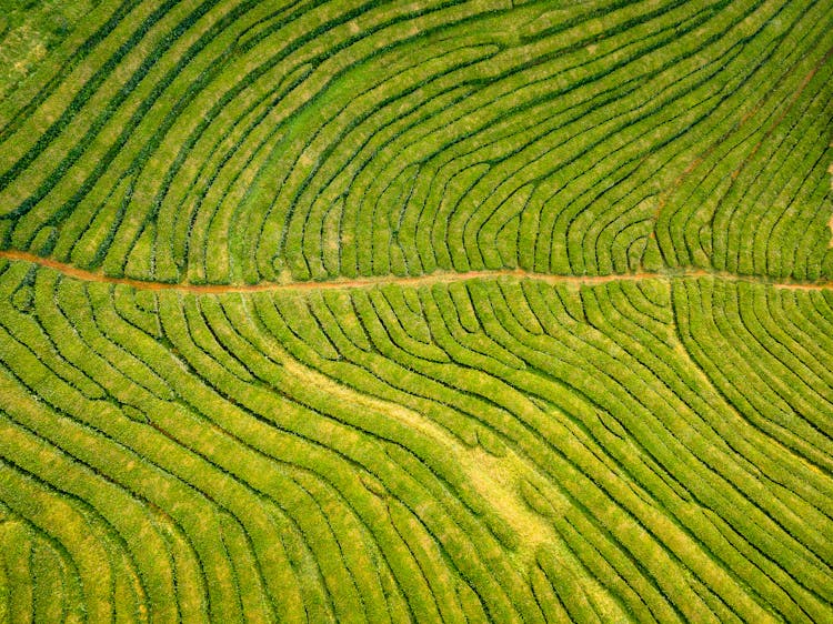 Aerial View Of Farmland