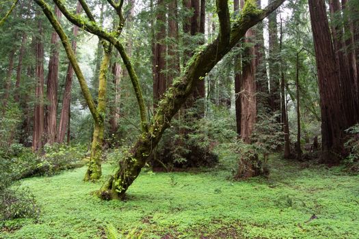 Lush green forest scene featuring towering redwoods and moss-covered trees in Muir Woods.