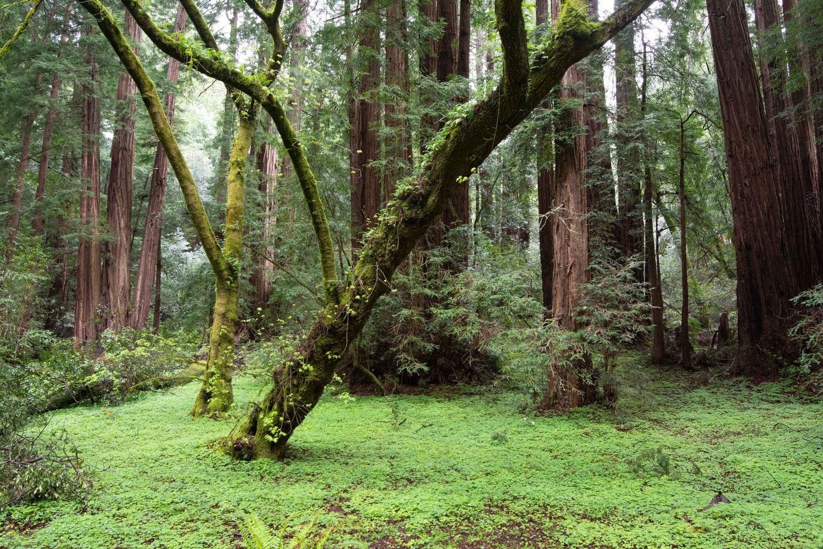 Moss-covered trees and tall coast redwoods in Muir Woods