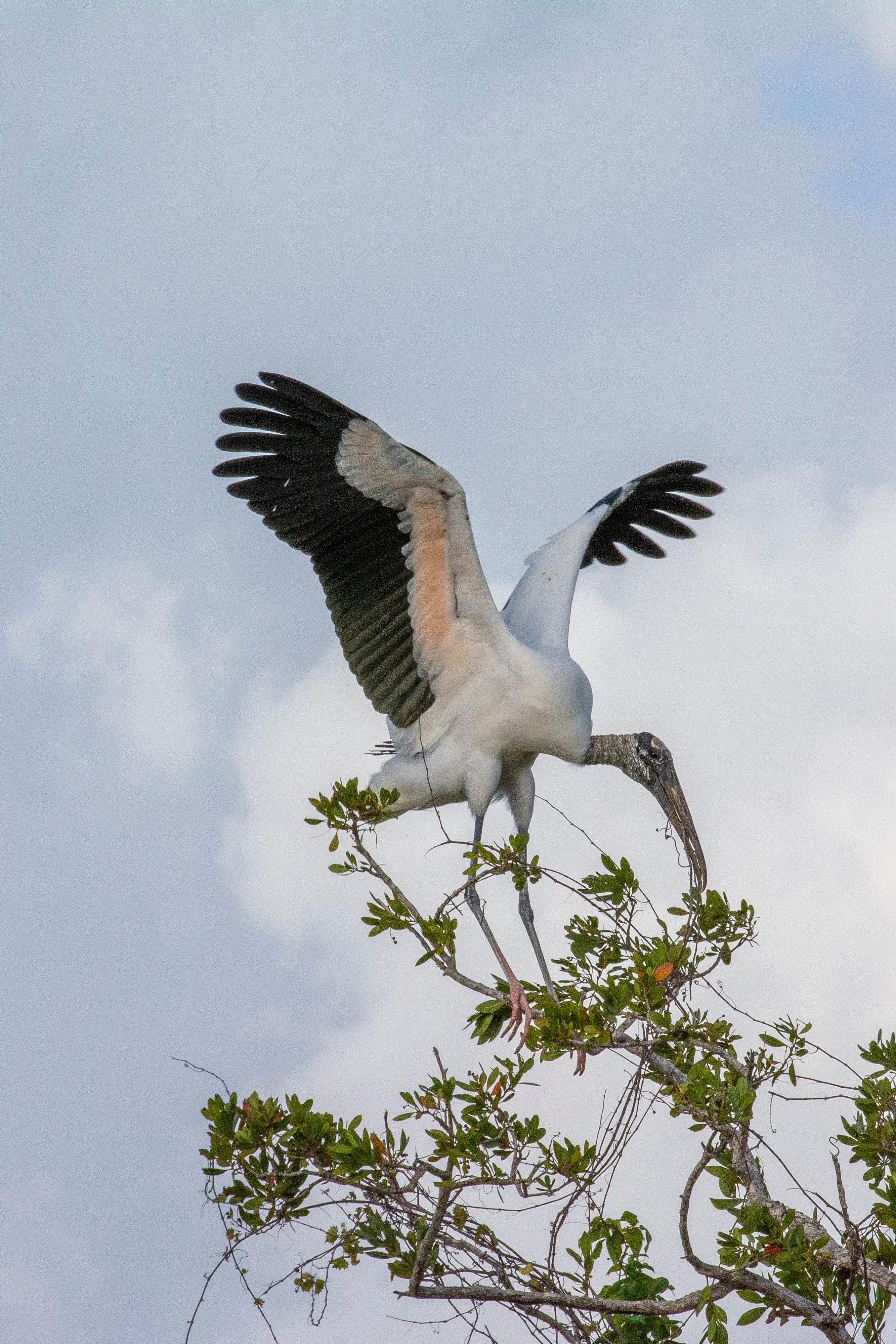 Wood Stork on Tree · Free Stock Photo