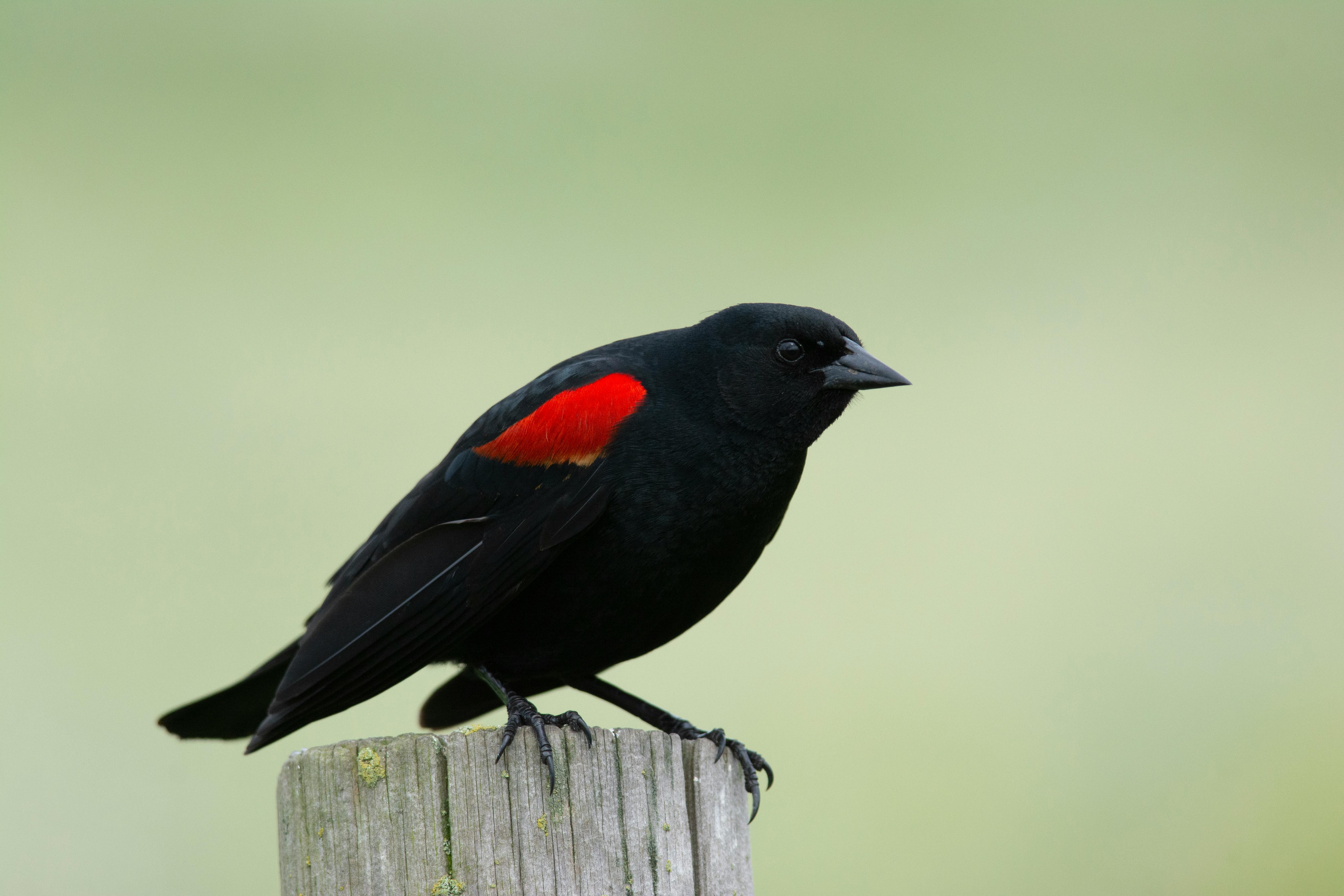 Striking red-winged blackbird perched on a post in a natural setting.