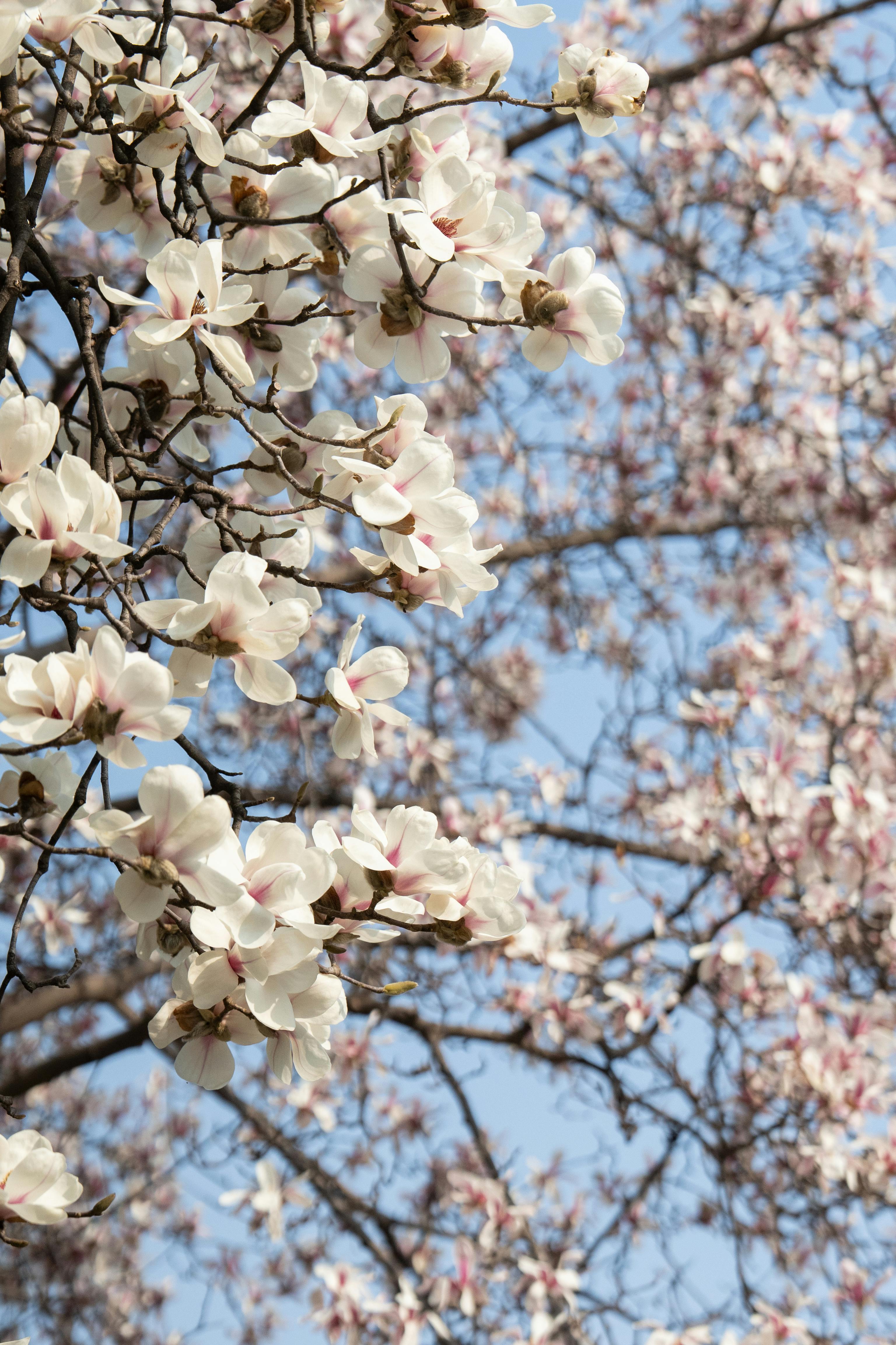Beautiful magnolia blossoms blooming against a clear blue sky, capturing the essence of spring.