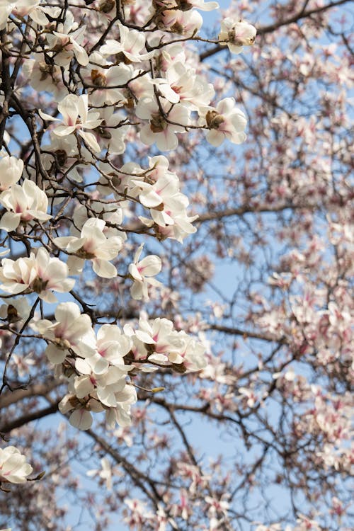 Ilmainen kuvapankkikuva tunnisteilla jousi, kasvu, magnolia