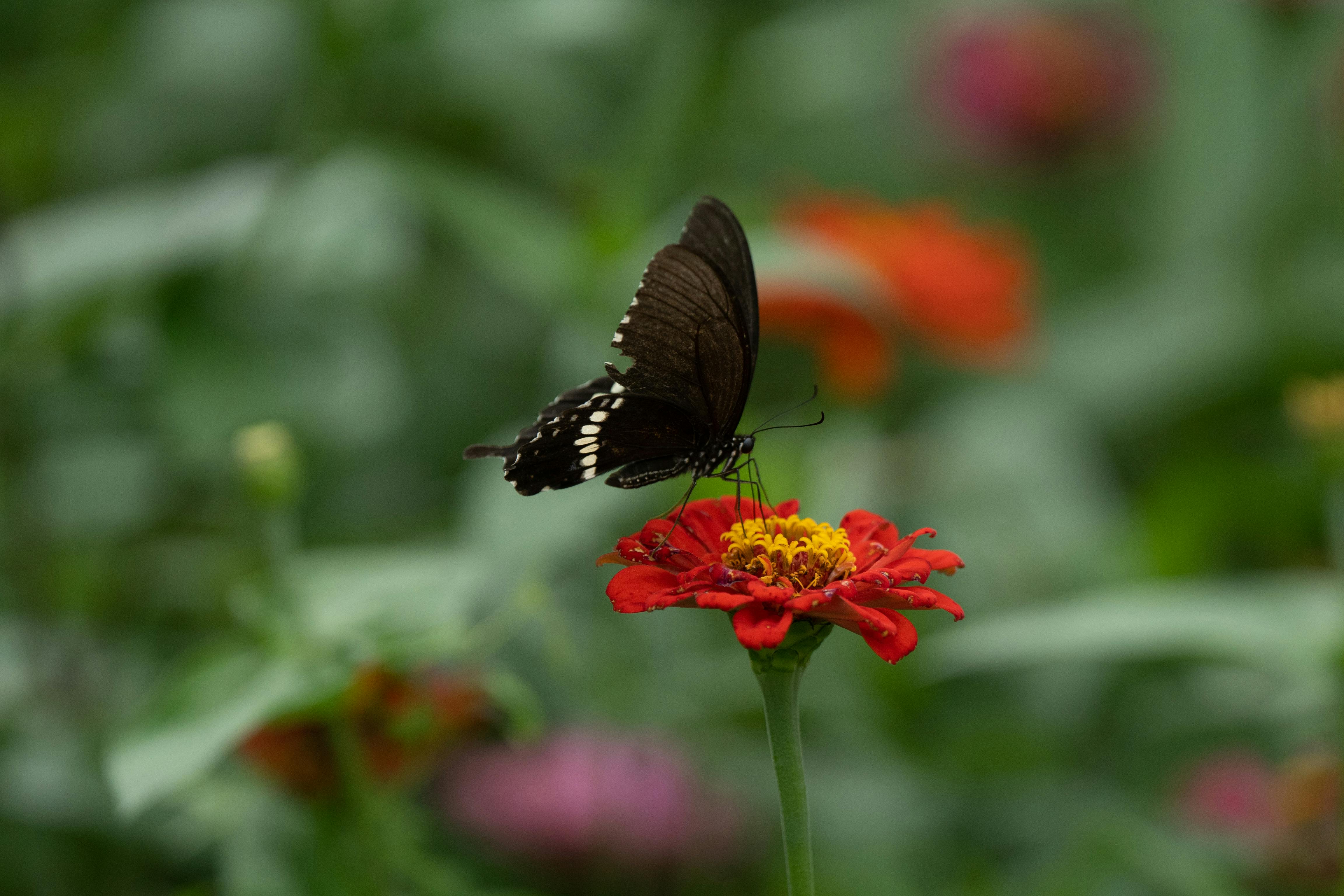 A close-up of a Common Mormon butterfly perched on a vivid red zinnia, highlighting pollination.