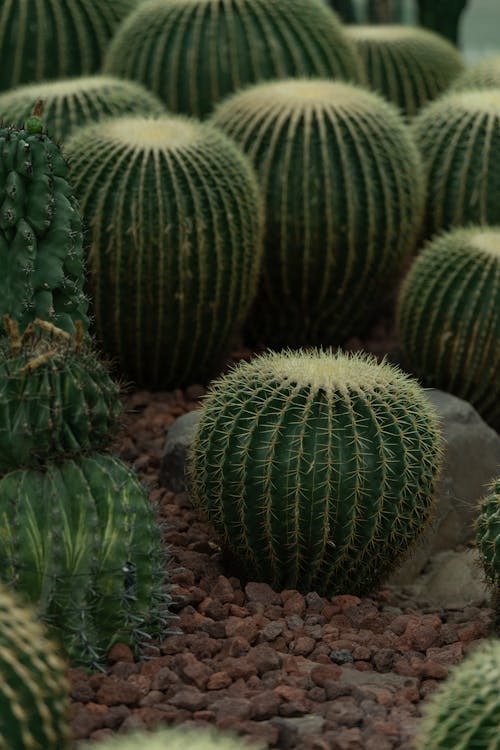 Gratis lagerfoto af Botanisk, have, kaktusser