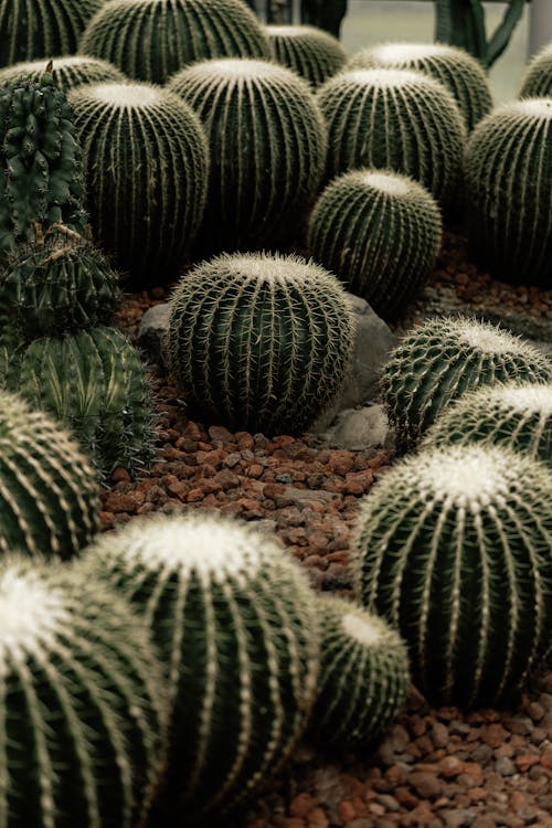 Gratis arkivbilde med kaktuser, natur, overflod
