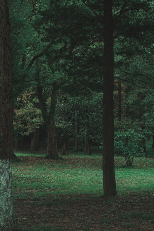 Free Serene forest scene with dense green foliage and tall trees in a summer park. Stock Photo