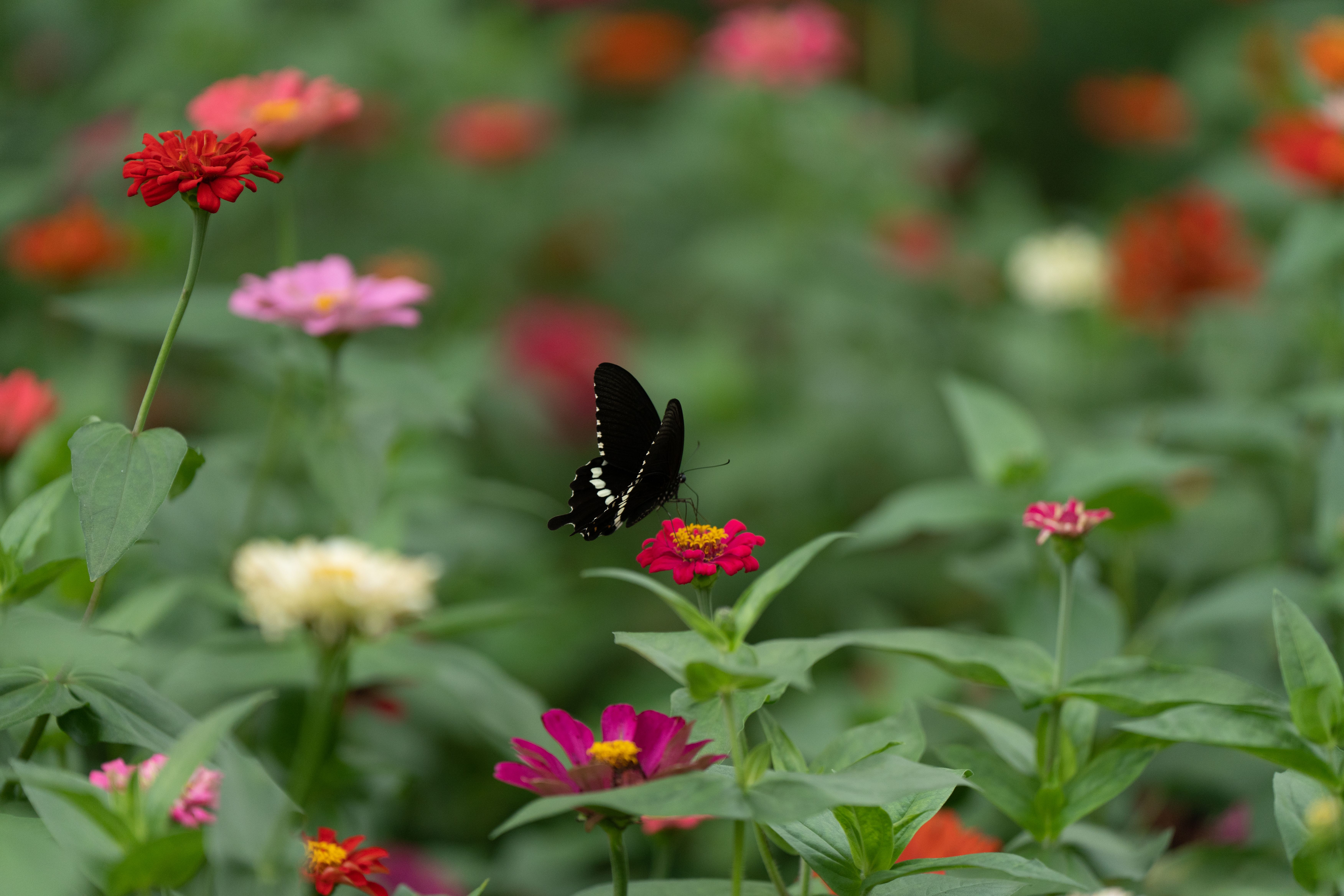 Planting a Butterfly Garden That Actually Works
