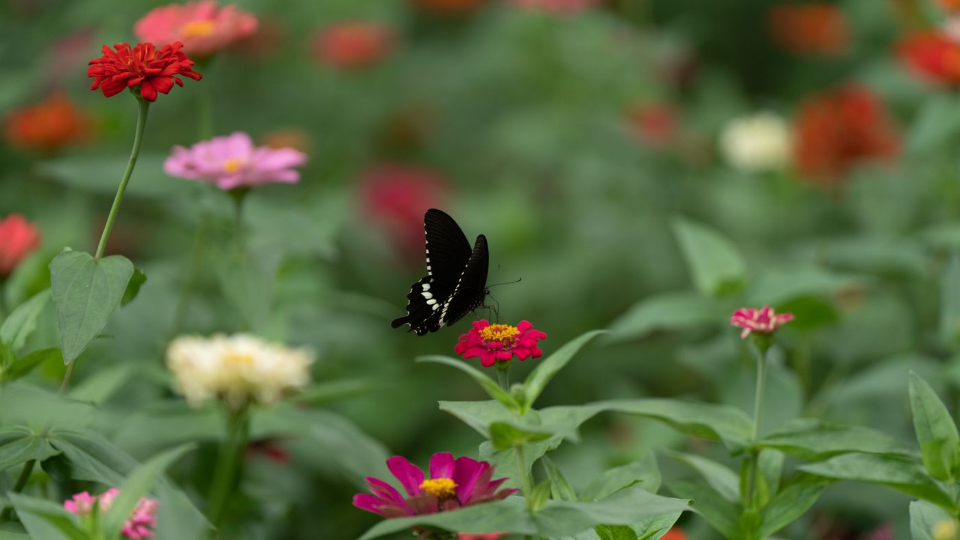 Planting a Butterfly Garden That Actually Works