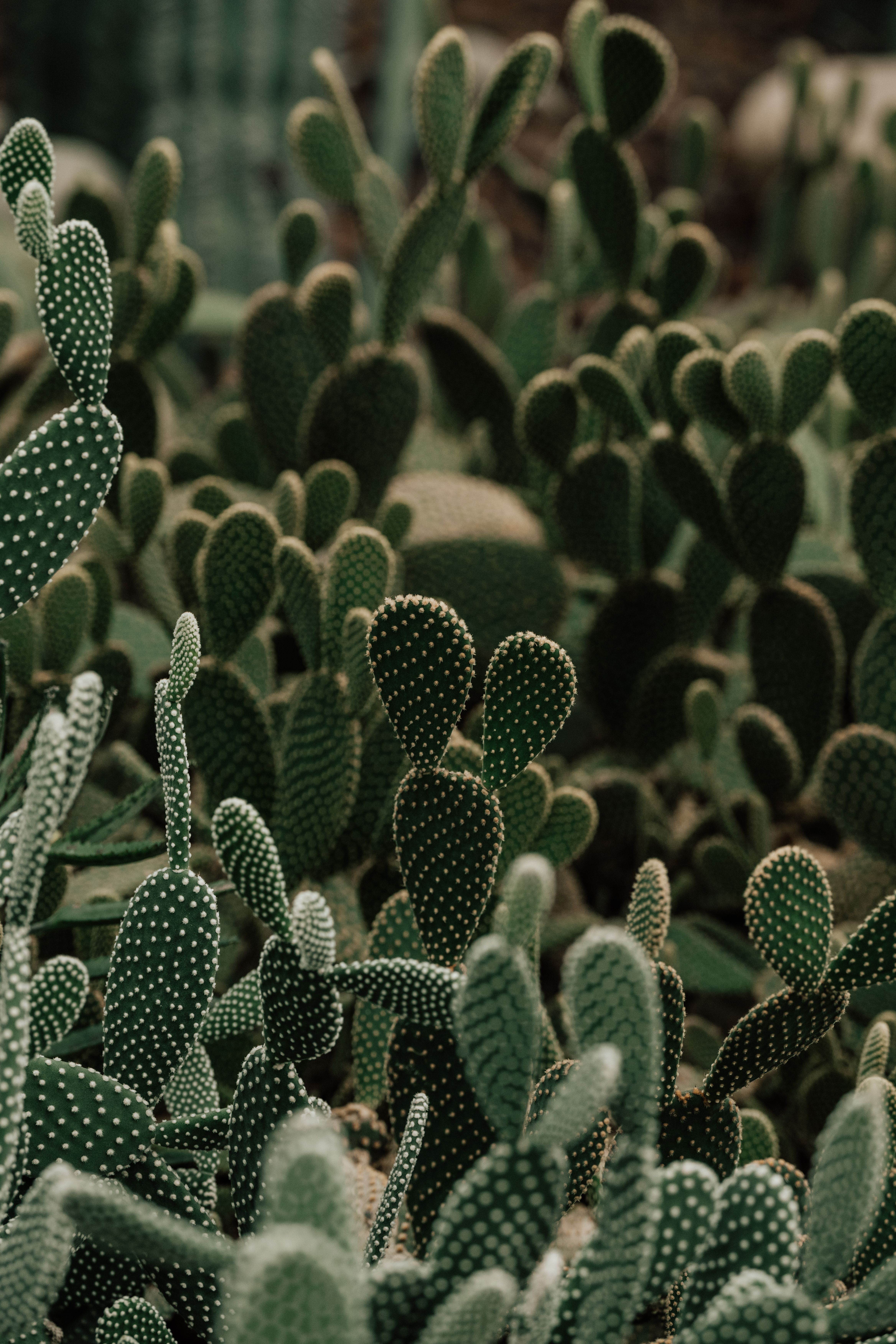 A dense cluster of Opuntia cacti showcasing their natural beauty and spiky textures.