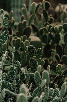 A dense cluster of Opuntia cacti showcasing their natural beauty and spiky textures.