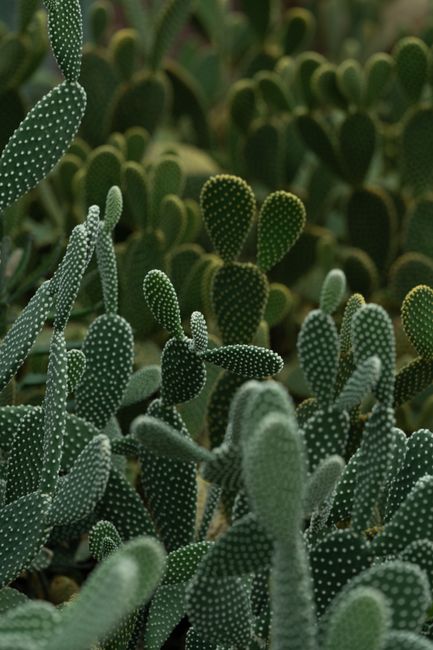 A close-up view of Opuntia cactus plants densely packed outdoors, showcasing lush green spines and dense growth.