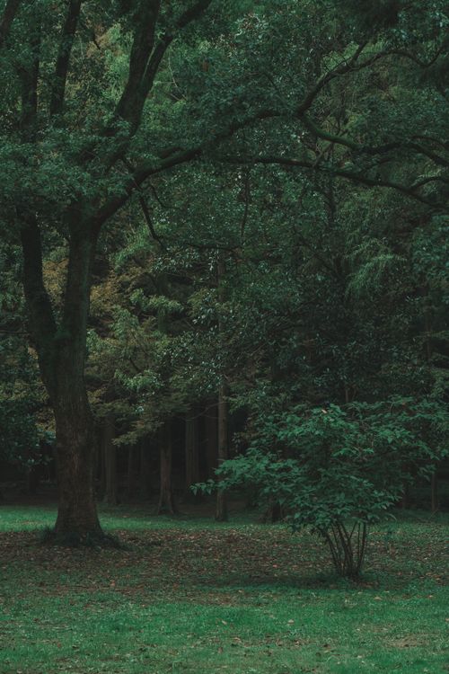 Free Serene forest scene with lush green foliage and towering trees, perfect for nature enthusiasts. Stock Photo