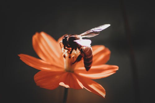 오렌지 꽃의 꿀벌 Perching