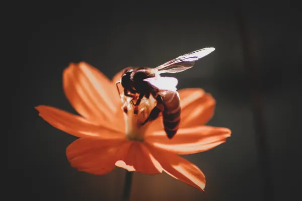 Bee Removal Services