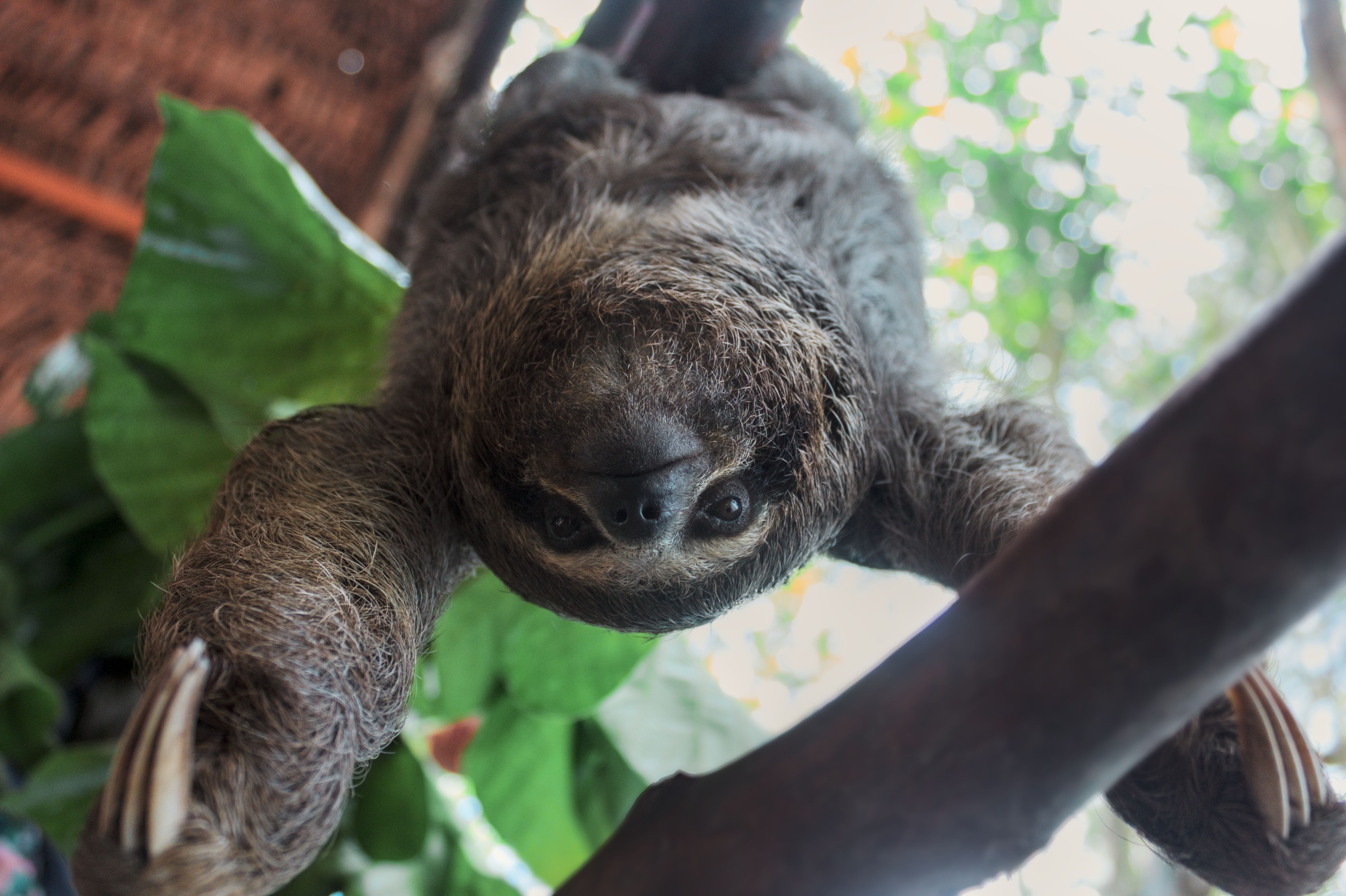 Sloth ida iha ai-hun, simbóliku ba importasaun animal ne'ebé la seguru no presiza konservasaun