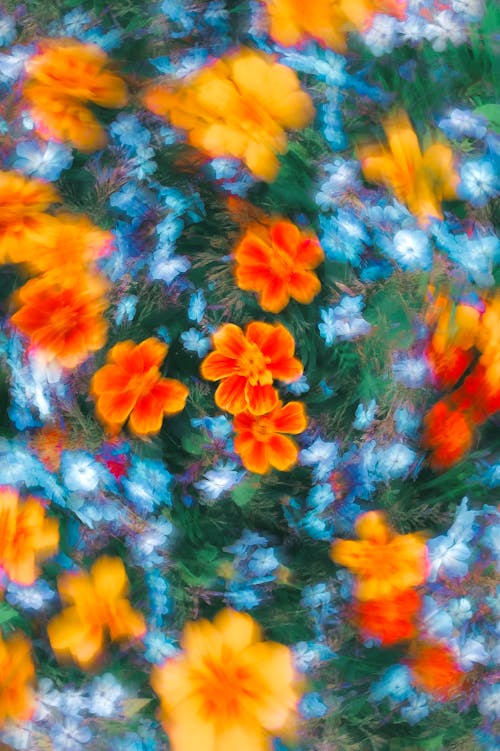 Free A blurry image of orange and blue flowers Stock Photo