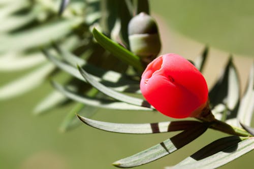 Red Bud'ın Yakın çekim Fotoğrafçılığı