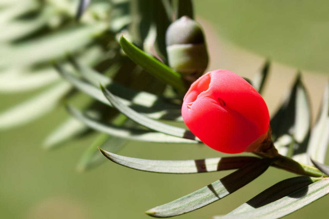 Gratis arkivbilde med anlegg, blader, blomst