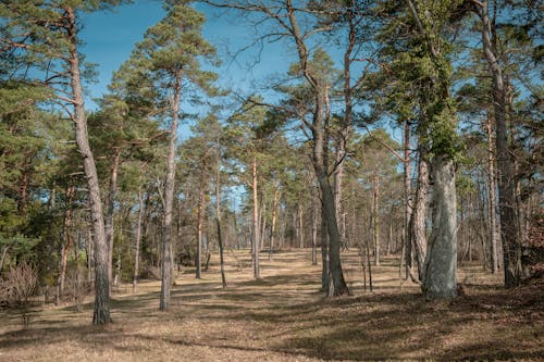 A forest with many trees and grass