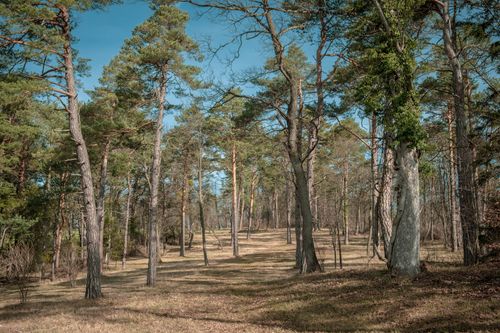 Free Serene view of a pine forest with clear skies showcasing early spring's beauty. Stock Photo