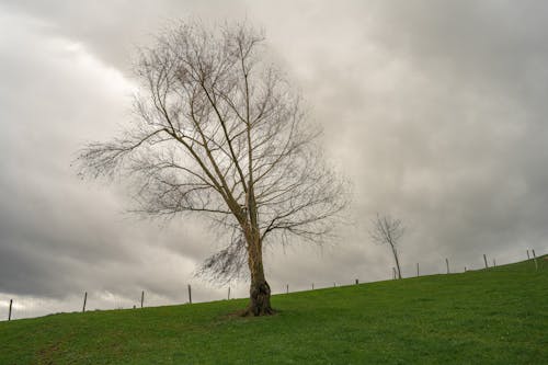 A tree on a grassy hill with a cloudy sky