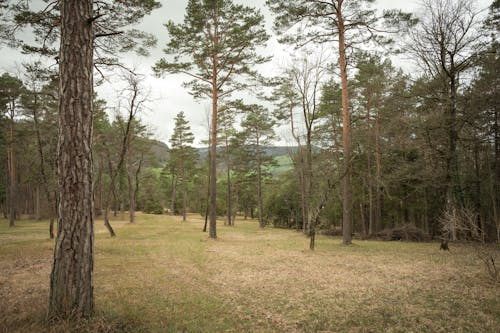 Kostenloses Stock Foto zu bäume, gras, kiefern