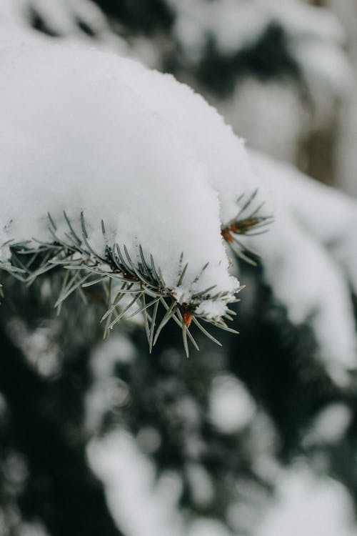 大雪覆盖的绿色植物